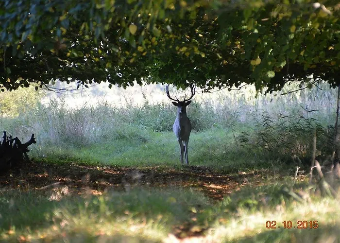 Apartamento Besslich *